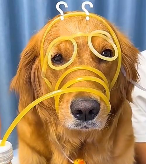 狗吃面巾纸的危害与防范（宠物狗吞食面巾纸可能引发的健康问题及预防方法）