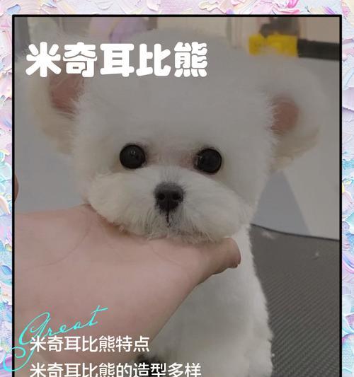 如何为比熊犬剪耳朵？（以比熊犬耳朵的剪法为主题的指南）