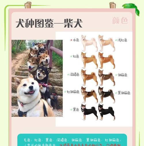 柴犬喂养指南（为你的柴犬提供最佳食物和关怀，让它健康快乐成长）