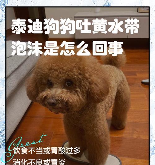 治疗泰迪狗咬人的有效方法（了解咬人行为背后的原因，采取正确的治疗措施）