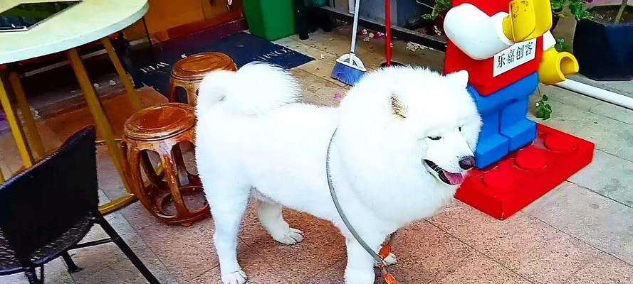 探究萨摩耶毛发暗淡粗糙的原因（萨摩耶毛发问题的成因及解决方法）