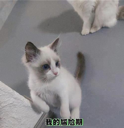布偶猫后腿有色块的情况是否适合作为种公？（探讨布偶猫后腿有色块的遗传特征及其对种公资格的影响）