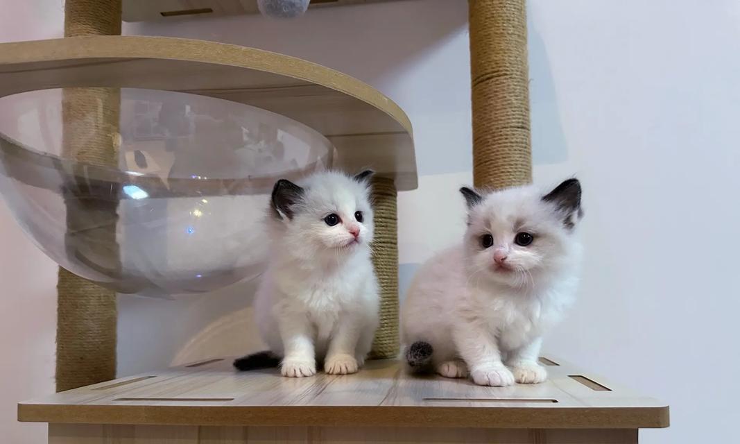 布偶猫与土猫的比较研究（探究布偶猫与土猫的特点、习性和适应环境能力）