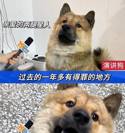 小狗的巨大勇气（探索小狗与大狗行为差异的心理原因）