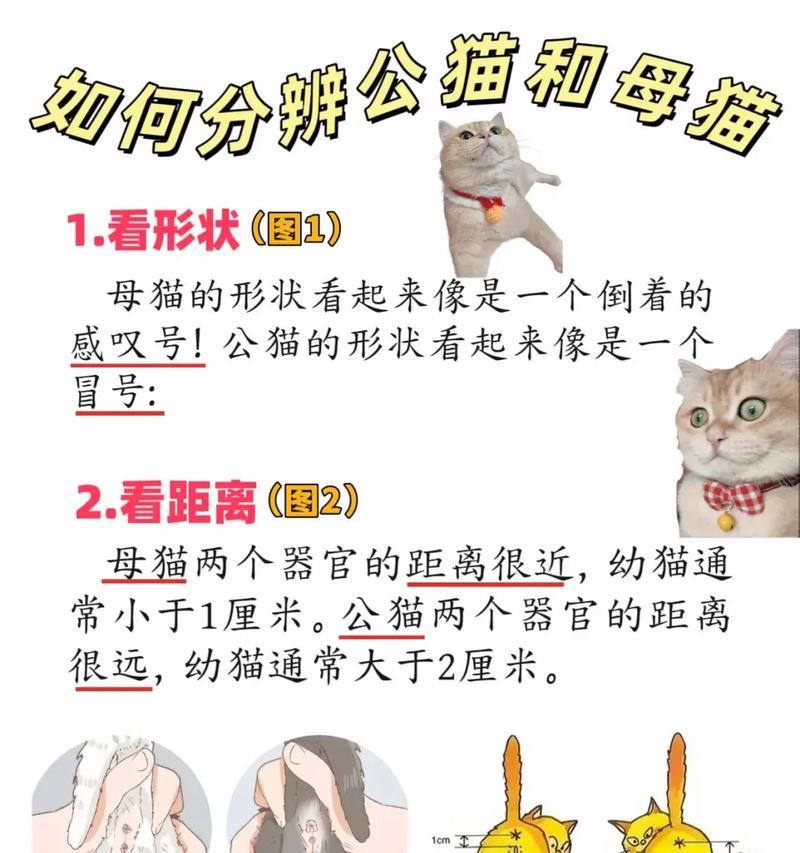 猫公会的春天之声（猫公会、叫春、声音、春天、猫咪）