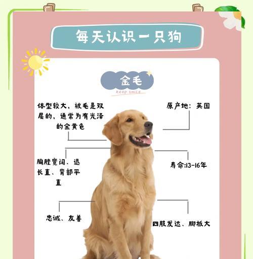 金毛犬前腿瘸的原因及处理方法（详解金毛犬前腿瘸的常见原因及有效治疗方法）