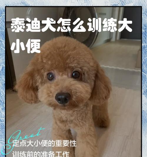 四招让泰迪吃狗粮如鱼得水（解决泰迪不吃狗粮的实用方法，让你的宠物健康成长）
