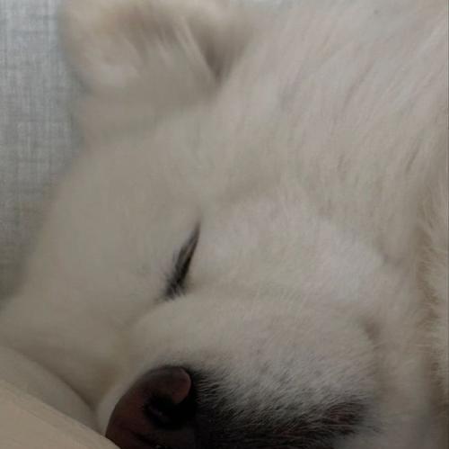 萨摩耶夏日避暑攻略（拯救你的萨摩耶宝贝，夏季必备小妙招）