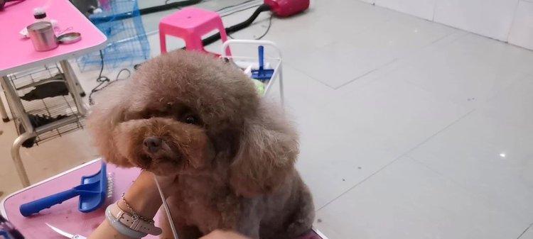 如何修剪泰迪犬的嘴部造型（轻松掌握泰迪犬嘴部修剪技巧，让它更加迷人）