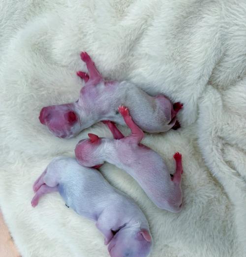 宝宝狗的成长之旅（刚出生的小狗几天长毛的奇妙变化）