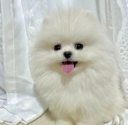 博美犬（博美犬的特点、饲养技巧及适应性）