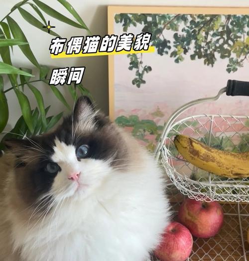 布偶猫的瞳孔为什么会变成一条缝？（探究布偶猫瞳孔变形的原因及相关科学解释）