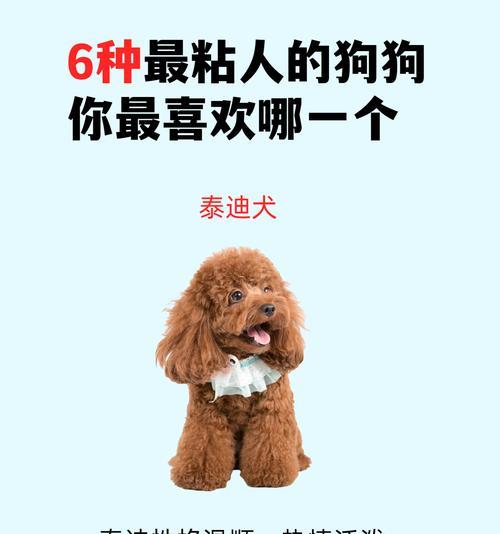贵宾犬（了解贵宾犬的性格特点和养育要点）
