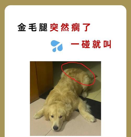 金毛犬感冒的处理方法（了解金毛犬感冒的原因及预防措施）