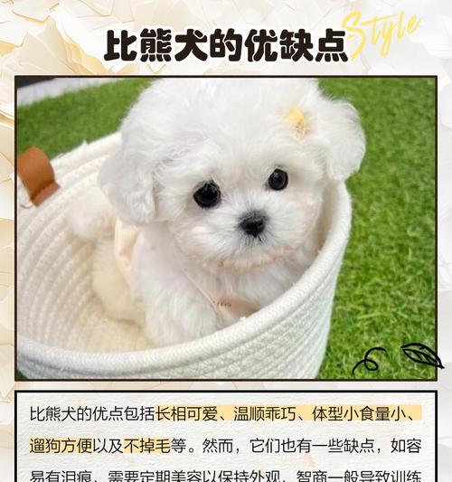 比熊犬——你贴心的伴侣（了解比熊犬的特点和养护）
