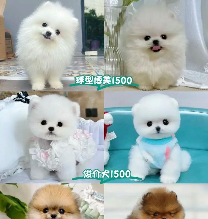 博美犬的寿命及如何延长其寿命（揭秘博美犬的平均寿命，了解如何让它们活得更长久）