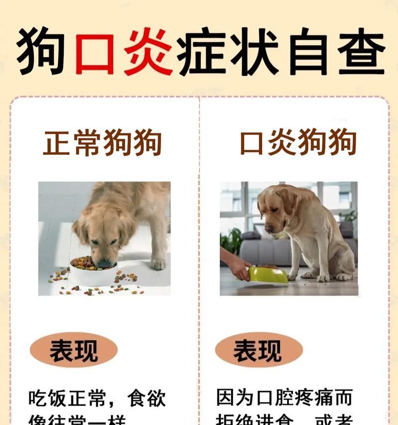 小狗被咬了怎么办？！（应急处理与预防措施）