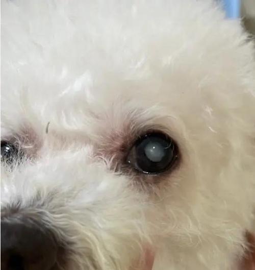 如何判断狗狗眼睛失明（了解狗狗眼睛失明的迹象和诊断方法）