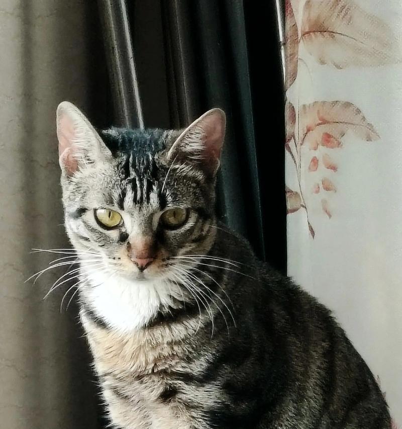 黑色英短蓝猫的诞生之谜（解析遗传学背后的神秘现象）