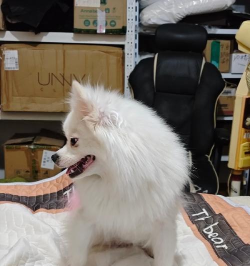 银狐犬的养殖之道（养银狐犬的技巧及注意事项）
