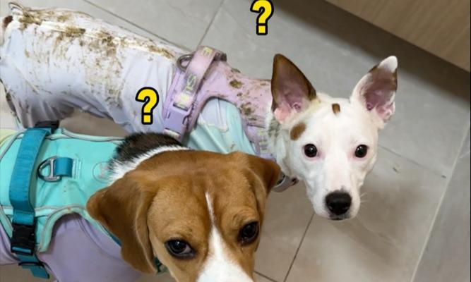 小狗滚到屎了怎么办？（遇到这种情况时如何处理，让宠物和环境都保持清洁）