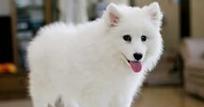 银狐犬的寿命究竟有多久？（探究银狐犬的寿命及其影响因素）