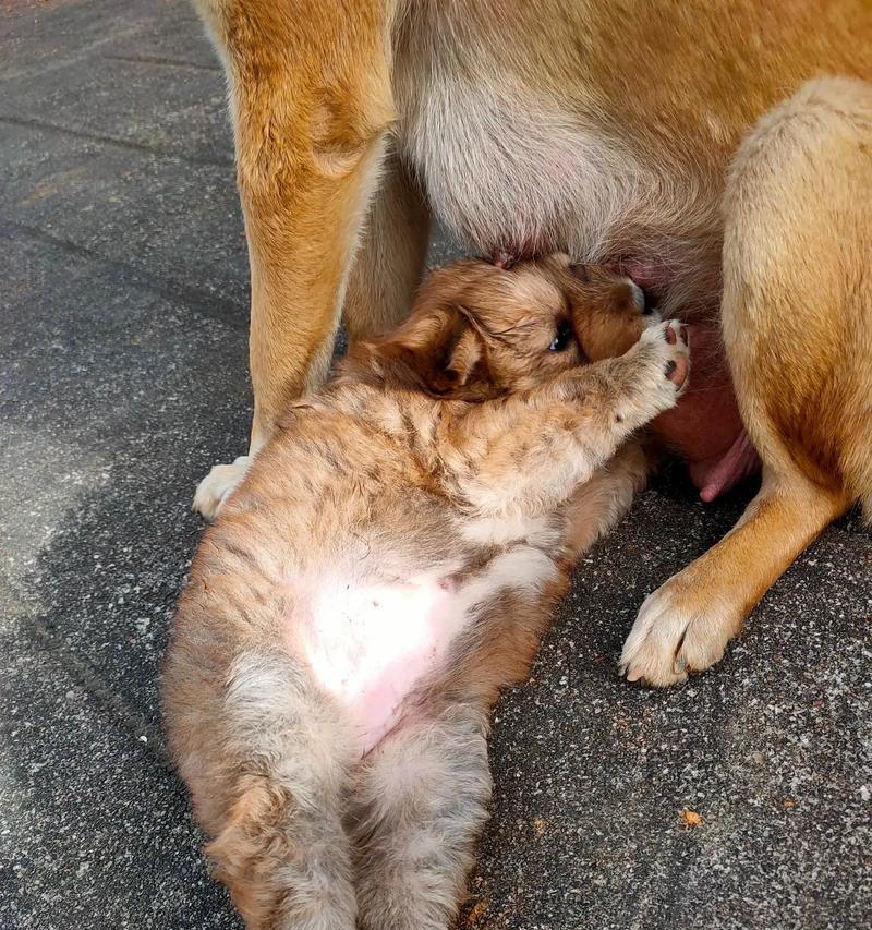 如何正确喂养新生狗仔（初次养狗家长必读，让你的小狗健康成长）