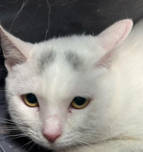 猫身上出现红点的原因及处理方法（揭秘猫咪身上红点的种种原因与解决办法）