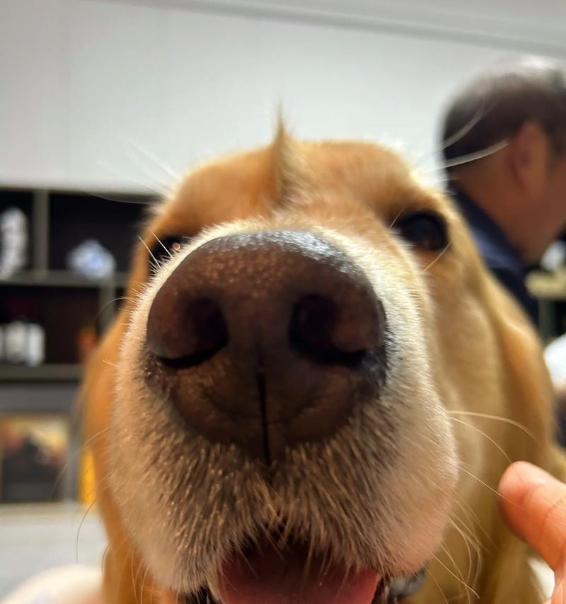 金毛并非烈性犬（解读金毛犬性格谬误，帮助人们更好地了解这个可爱的宠物犬）
