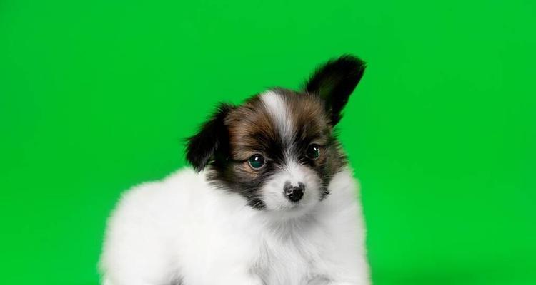 狗半夜哼唧的原因与解决方法（探索狗在夜间哼唧的五种可能原因与如何解决）