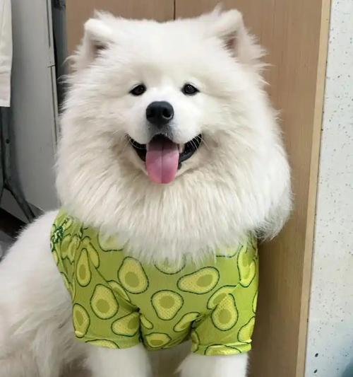 科学喂养萨摩耶，了解每日饮食需求（萨摩耶一天吃多少？如何科学喂养你的萨摩耶）