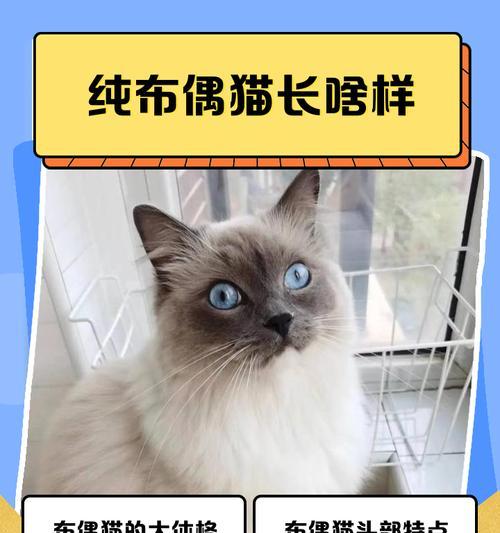布偶猫的饮食需求与鸡胸肉的适宜性（布偶猫的饮食需要了解，鸡胸肉是否适合？）