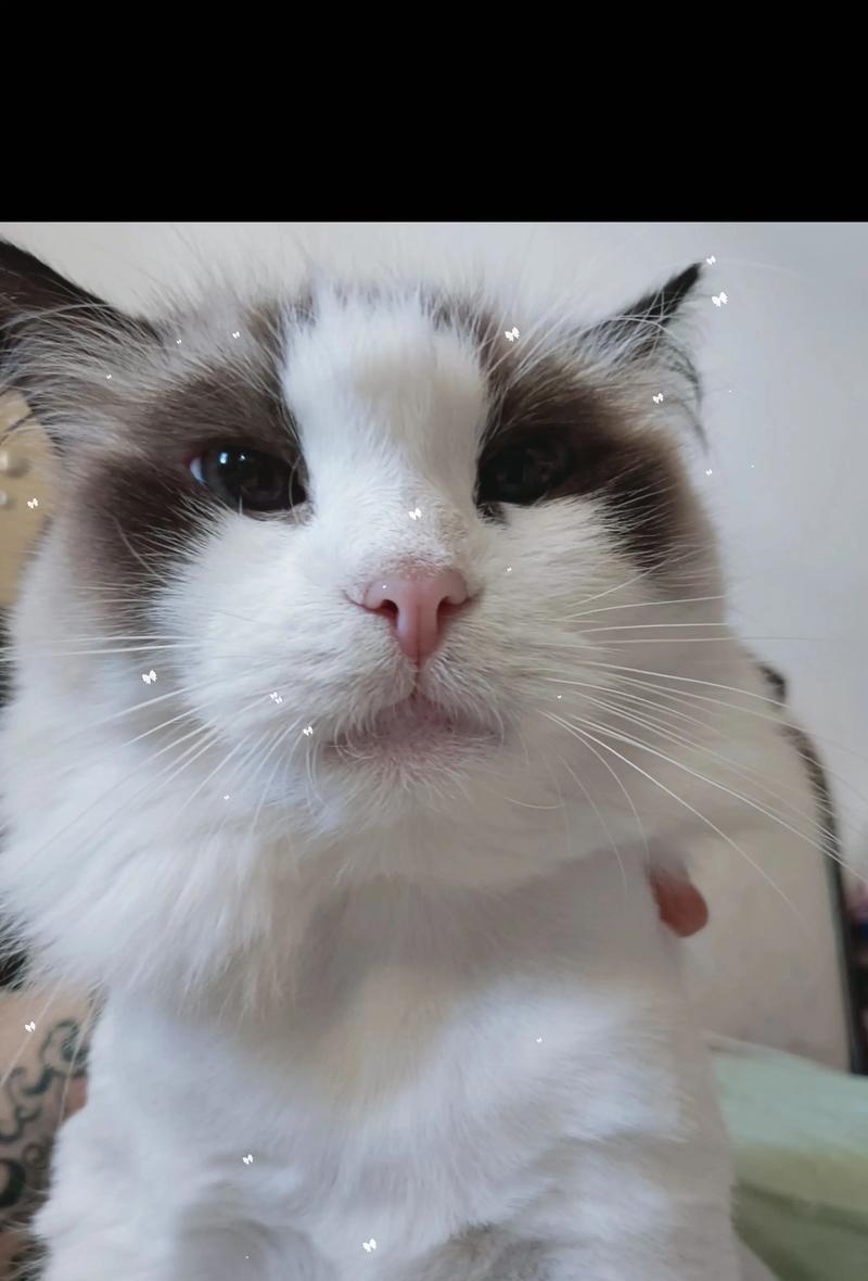 呆萌可爱，没有面具的布偶猫（揭开真实的面孔，展现真实的可爱）