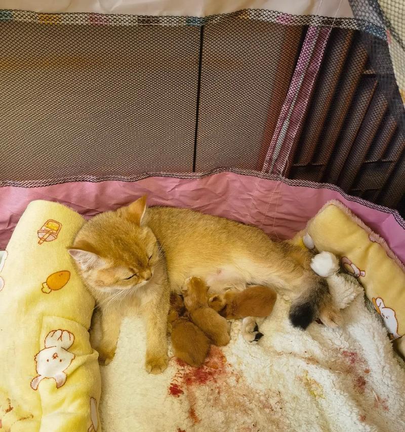 如何正确喂养刚出生几天的奶猫（新生奶猫的饮食需求和喂养方法）