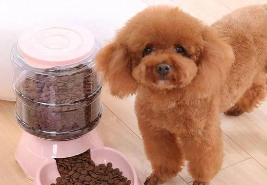 泰迪为什么会吃草？（探究泰迪吃草行为的原因及对健康的影响）