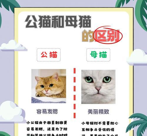 布偶猫的性别辨别及特点分析（从外观特征到行为表现，如何判断布偶猫的公母）