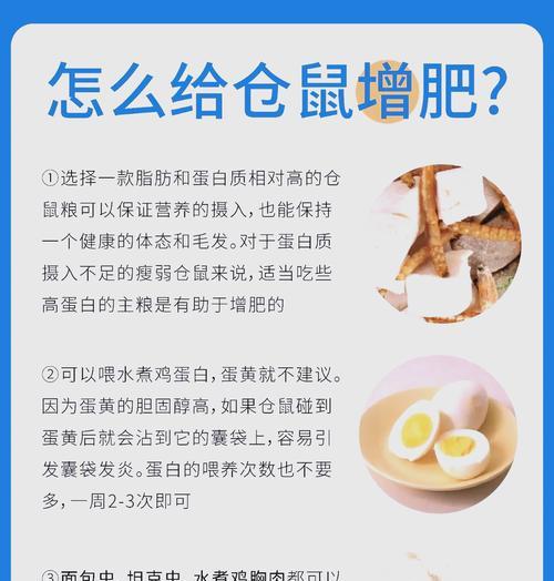 仓鼠的可爱与照顾之道（萌萌哒的小仓鼠，如何正确照顾？）