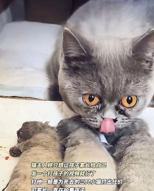 小猫无休止的嘬咬（为什么小猫对某个地方情有独钟？）