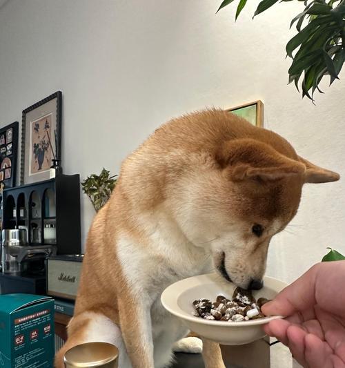 如何养育柴犬成犬（打造快乐健康的柴犬生活）