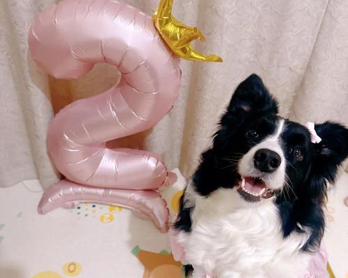 边牧捡垃圾吃的问题解决方案（如何防止边牧捡垃圾吃并保护它们的健康）