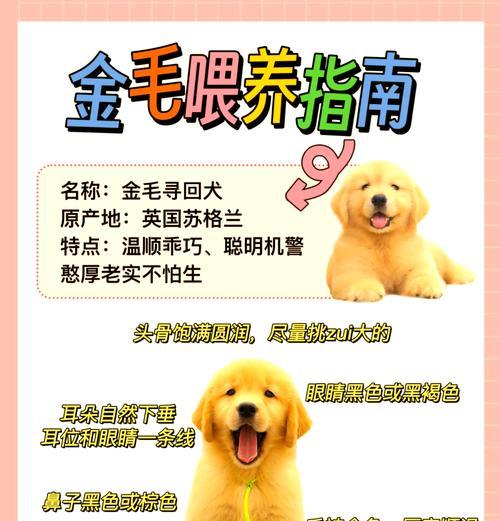 金毛犬掉毛严重怎么办？教你5个小妙招解决问题（五个方法帮助你有效应对金毛犬严重掉毛问题）