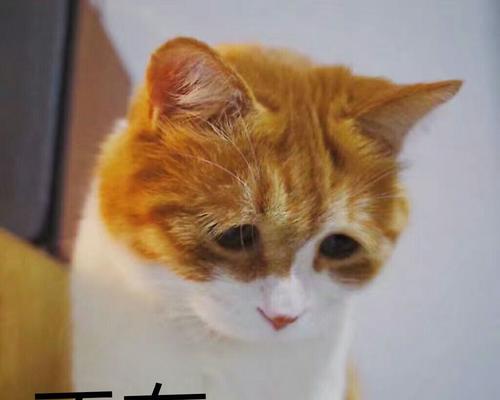 猫的倔强与不合作（一种与人交流的独特方式）