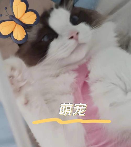 小猫的奇妙冒险（一只小猫的成长故事）