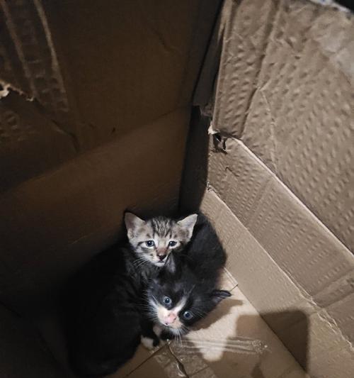 狸花猫与奶牛猫的奇妙交织（探寻狸花猫与奶牛猫的渊源与特点）