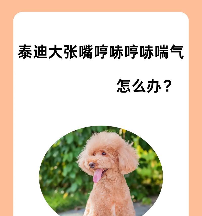 泰迪饿了，要来一顿美食盛宴！（探索泰迪的美食世界，满足它们的胃口吧！）