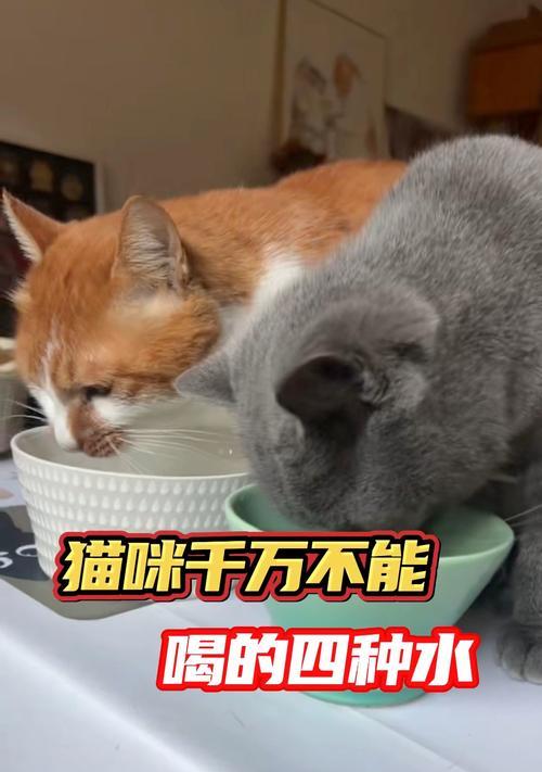 解决小猫不吃不喝的问题（关爱新生小猫，做到这3点就对了）