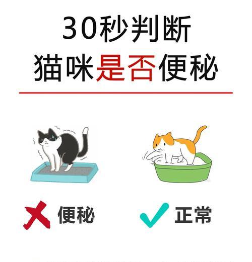 小猫肚子很大怎么办？（如何处理小猫肚子异常膨胀的情况，避免健康问题的发生）