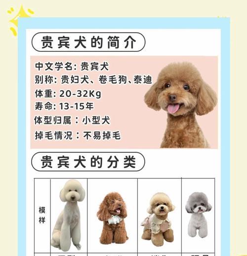 贵宾犬（拥有高贵外表和聪明才智的贵宾犬）