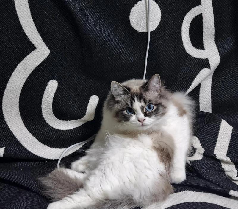 布偶猫能自己生小猫吗？（探究布偶猫的生育能力及相关问题）