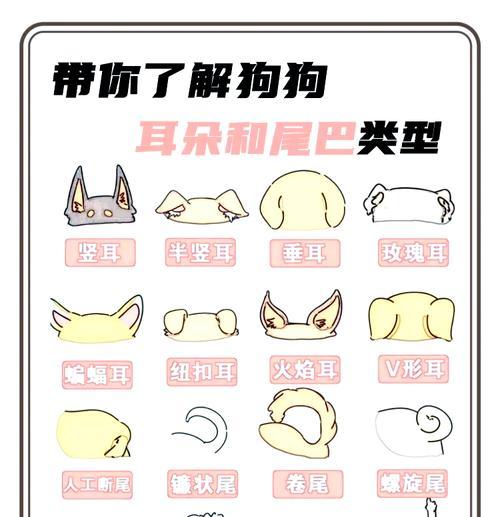哈士奇耳朵越晚立越好的秘密（揭开哈士奇耳朵发育的正确时机和方法）